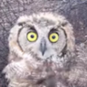 Meet your Posher, Abigale